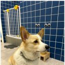 더, 빛나개 이미지