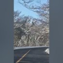 516도로 설경 숲터널 이미지