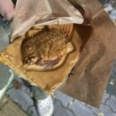 누즐붕