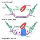 ■ 세포 삼투압 조절 단백질이 암. 노화 억제 이미지