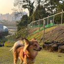 짱이야 애견미용 | 세종애견미용 중형견 스트레스제로 목욕 후기