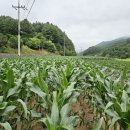 통골농장 이미지