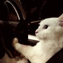 가산한우돼지마을 이미지