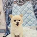 밀리아 펫살롱 이미지