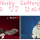 살랑 그루밍 이미지