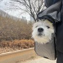 유림동물안과병원 이미지