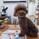 에버펫동물병원 이미지