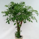 HAPPY TREE(해피트리) 이미지