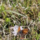 나비정보시스템 이미지