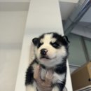 더 샵 동물메디컬센터 이미지