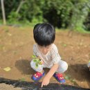 🥬 배추 모종을 심어요! 이미지