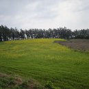 죽도호수산장