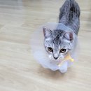 백호동물병원 | 뚱한 얼굴의 매력냥, 밍키와 함께한 중성화 대작전! (핑크젤리 대방출 )