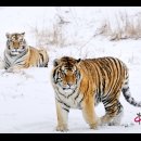 호랑이와 반달곰 이미지