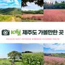 2455 | [공지] 10월 제주도 가볼만한 곳 - 핑크뮬리·메밀꽃 여행코스, 날씨, 옷차림