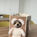 빼꼼 | 강아지 이동가방 아키즈 빼꼼 캐리어 후기