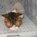 알았당개 이미지