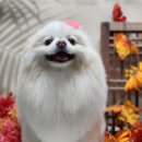 알콩이네 이미지