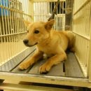 시보건소 이미지