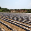 솔로몬농장 이미지