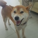 진북동물병원 이미지