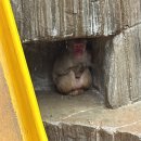 주말교육-네임택 달고 세계로 | [후쿠오카] 일본 여행 후기 및 팁 : 3부 후쿠오카 동식물원편