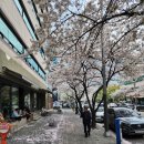 논현로28길(벚꽃길) | [양재천 벚꽃 맛집] 우리나라 3대 평양냉면 "평양면옥 도곡점"