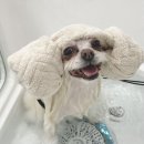 오마이펫 이미지