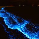 블루몽키 이미지