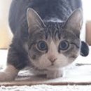 비니프