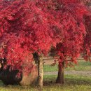 부부인연 30년을 노래한 지상의 불꽃(정석만) 이미지