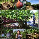 영배농장 이미지