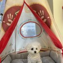 도그노리터 이미지