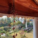 살구 스테이 이미지