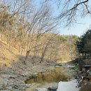 여주 캠핑주막 벚꽃캠핑 🌸 | PUB이 있는 애견 동반 캠핑장