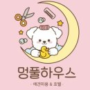 애견풀하우스 이미지