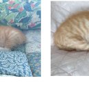 하단오거리 동물의료센터 이미지