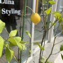 엘 그라나이노 | (세종 맛집) 스페인음식점 겸 Bar 겸 카페! 엘그라나이노