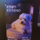 [카페] 울산 무거동 카페 mele 멜르 후기(감성 카페, 강아지 영섭이도 있어요)