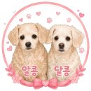 [강원 홍천] 마이웨이 애견펜션 2박3일 내돈내산 후기 | 숙박페스타 할인 + 계곡 물놀이 + 바베큐 여행🐕🐾