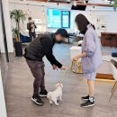 고려직업전문학교재 | 애견훈련사 자격증 준비 후기 꿈이 현실이 되기까지+연봉
