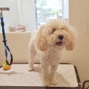 서현애견미용실 이미지