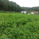 황기농장 이미지