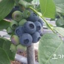 오가네 농장 이미지