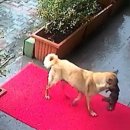 베이동물병원 이미지