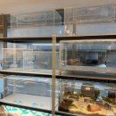 골든햄스터분양 햄츠비 이미지