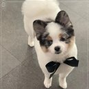 애견미장원 이미지