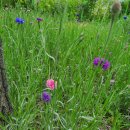 자인계정숲 이미지