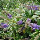 헤베(HEBE) 이미지