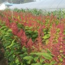 아마란스 이미지